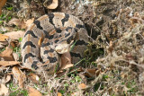 Canebrake Rattlesnake