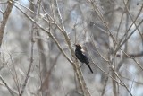 Rusty Blackbird - Female