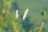 Smartweed, Swamp (Polygonum hydropiperoides)