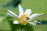 Yellow Lotus (Nelumbo lutea)