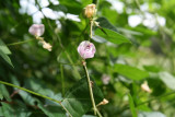 Amberique Bean (Strophostyles helvula)