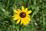 Black-eyed Susan (Rudbeckia hirta)