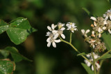 Frostweed  (Verbesina  virginica)