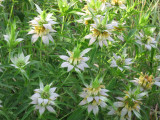 Spotted Bee Balm (Monarda punctata)