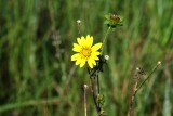 Texas Dandelion (Pyrrhopappus pauciflorus)