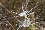 Spider Lilly (Hymenocallis liriosme)