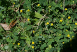 Low Hop Clover (Trifolium campestre)