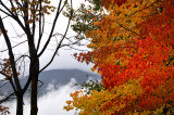 Fall Color Whistler BC