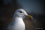 Portrait by the Sea