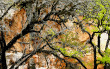 Texas Trees and Red Rock Canyon