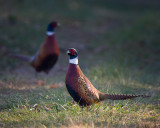 Pheasant IMG_3974.jpg