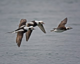 Long-tailed DucksIMG_0702.jpg