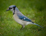 Blue Jay IMG_6820.jpg