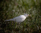 Robin IMG_0371.jpg