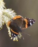 RedAdmiral27R.jpg