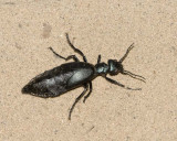 OilBeetle1.jpg