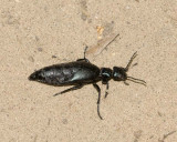 OilBeetle2.jpg