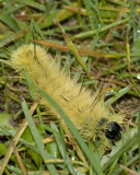 AmericanDaggerMothCaterpillar4.jpg