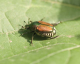 JapaneseBeetle2.jpg