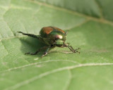 JapaneseBeetle4.jpg