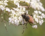 LonghornBeetle7.jpg