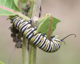 MonarchCaterpillar3.jpg