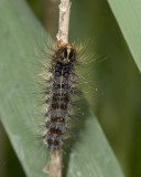 GypsyMothCaterpillar8.jpg