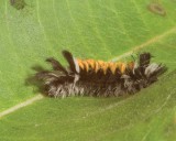 MilkweedTigerMothCaterpillar1.jpg