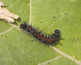 MourningCloakCaterpillar1.jpg