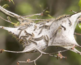 TentCaterpillarNest3.jpg