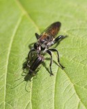 RobberFly14.jpg