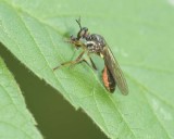 Robberfly3.jpg