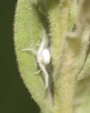 CrabSpider1.jpg