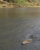 Steelhead39.jpg