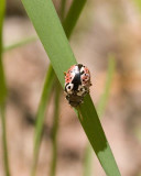 LeafBeetle4.jpg