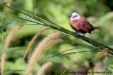 Birds at Padang Golf Raub