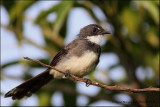 Pied FanTail
