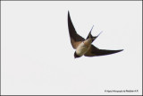 Flying Barn Swallow