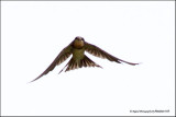 Barn Swallow