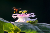 Bee and Flower