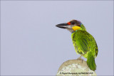 GoldBarbet