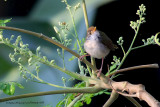 Common Tailor Bird