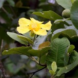 YellowFlower2.jpg