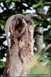 Monitor Lizard