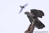Changeable Hawk Eagle