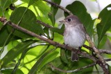 Flycatcher