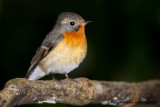 Mugimaki Flycatcher