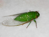 Green Cicada