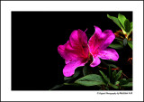 Red Flower