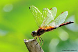 Dragon Fly